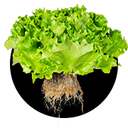 icon png